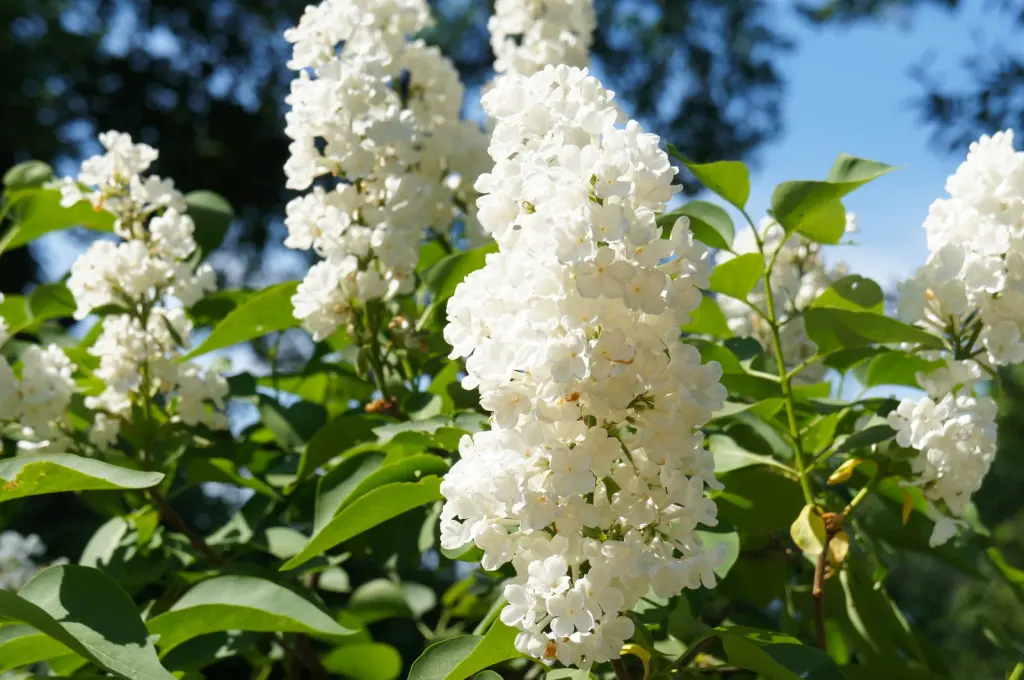 Vit syren 30–50 cm (Syringa vulgaris f. alba)