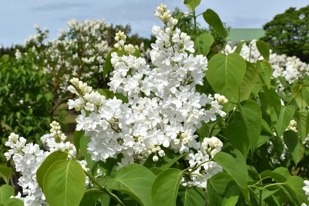 Vit syren (Syringa vulgaris f. alba): blommor på nära håll